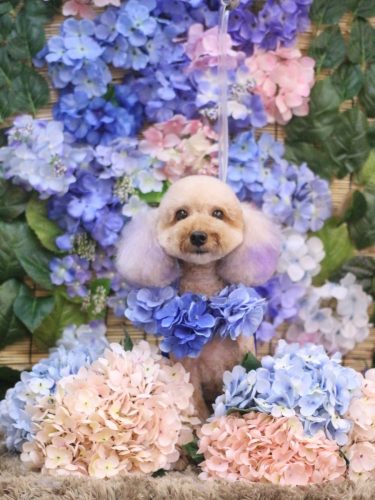 20250626ココちゃん